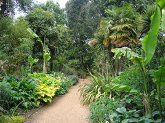 Abbotsbury Subtropical Gardens Dorset