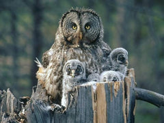 Kielder Water Bird of Prey Centre