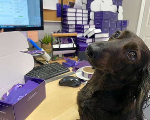 Luna the dachshund sitting at the Automic Gold shipping desk
