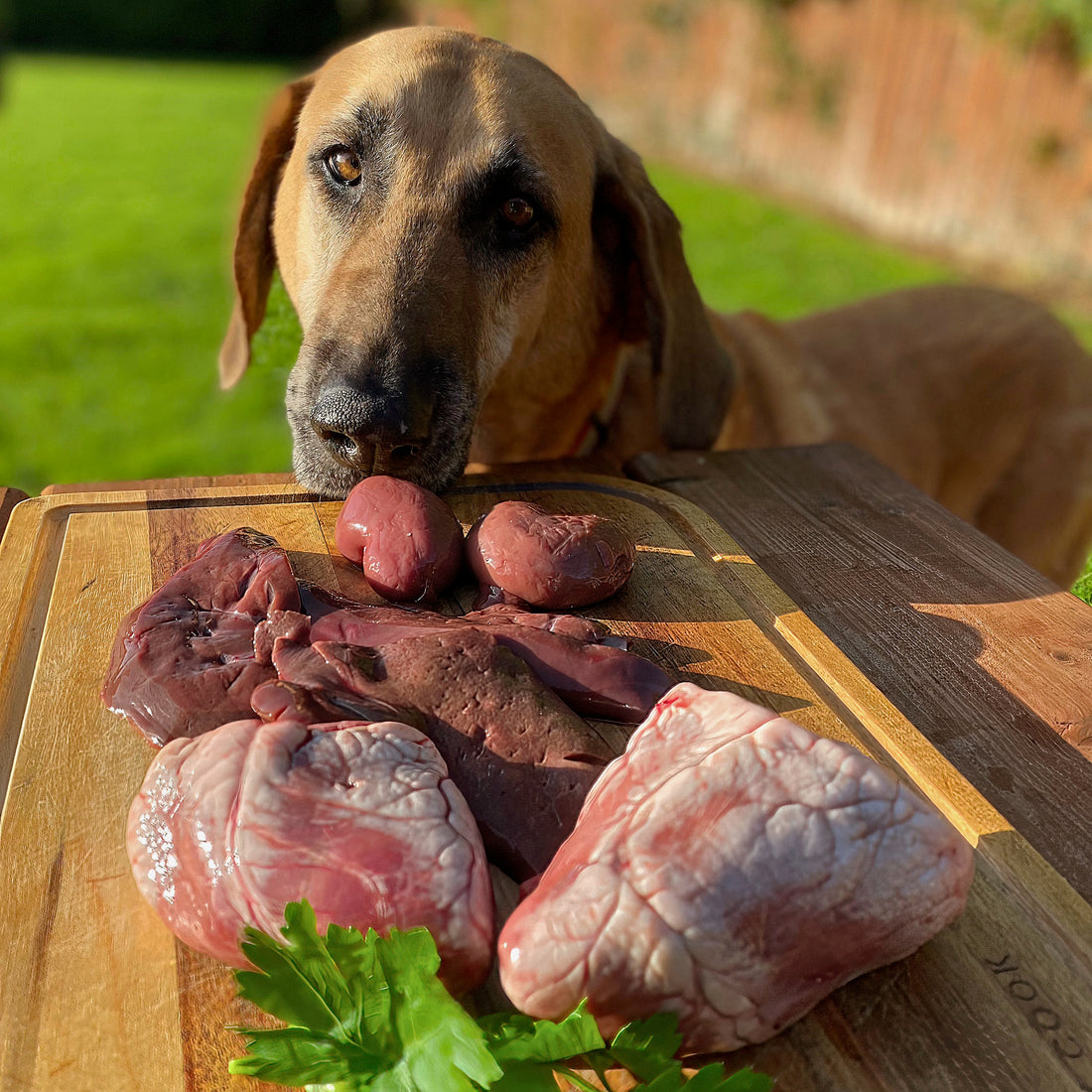 is organ meat good for dogs