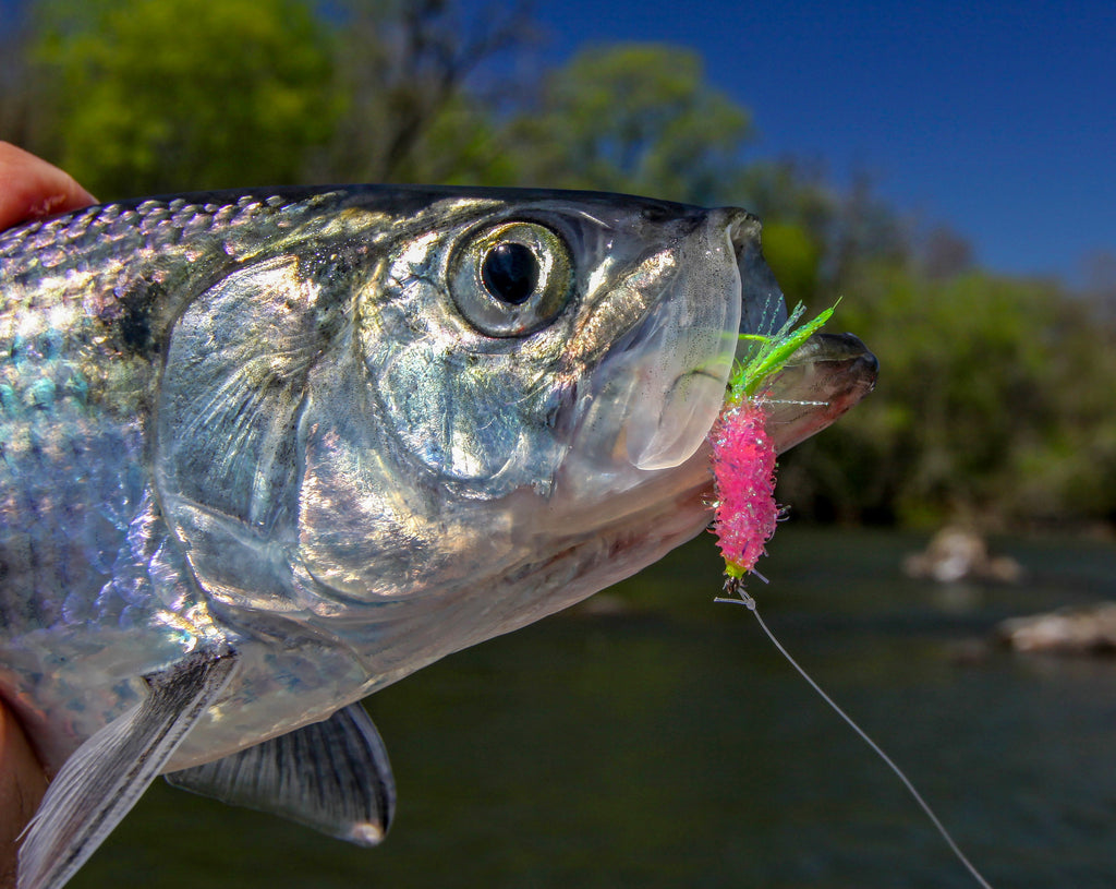 No Respect The underrated and awesome Hickory Shad. Part 1 – Mauser Fly  Fishing