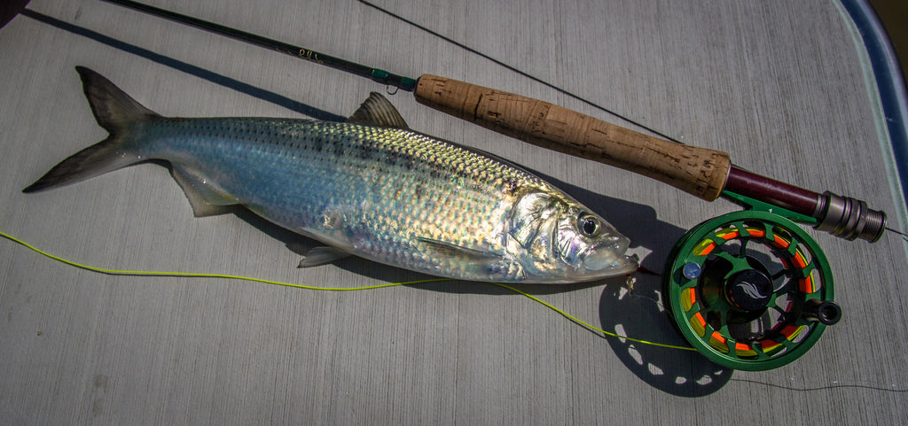 No Respect - The underrated and awesome Hickory Shad. Part 2 – Mauser Fly  Fishing