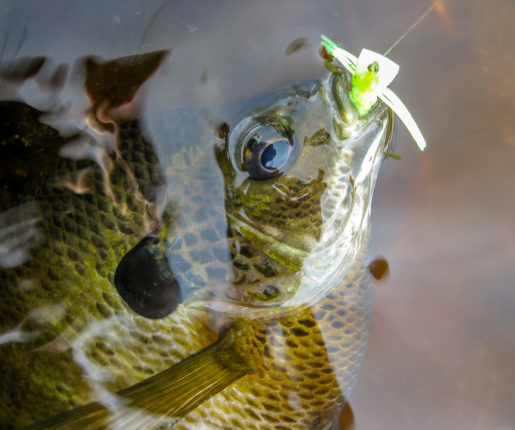 4wt fly rod too heavy for panfish? : r/Fishing