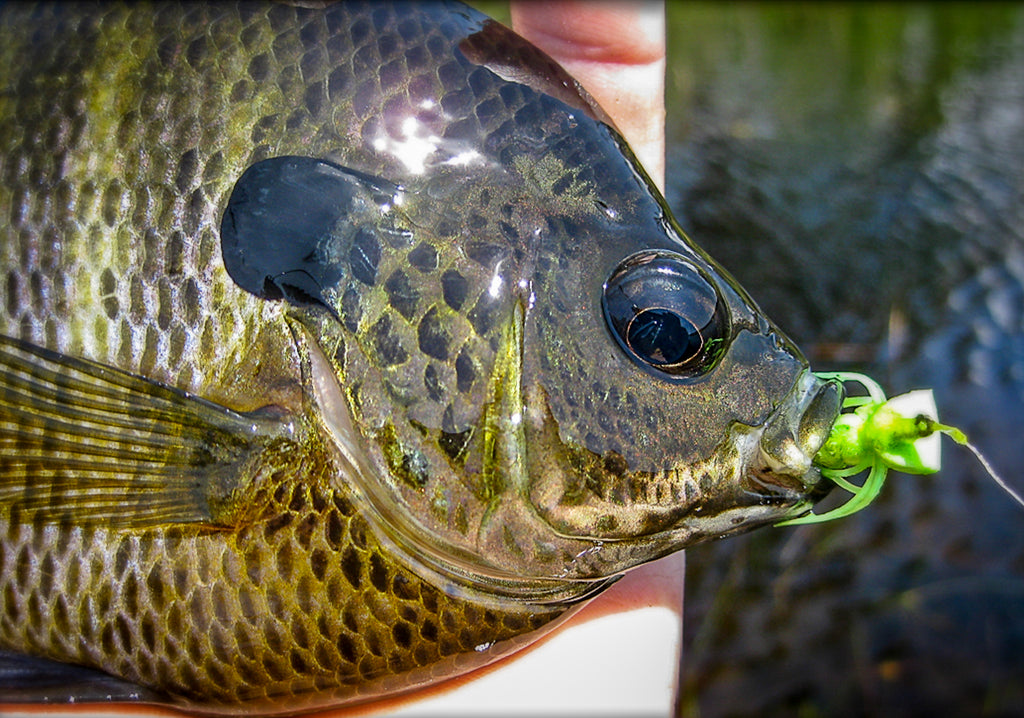 Thank God for Bluegill - An Ode to Lepomis macrochirus – Mauser