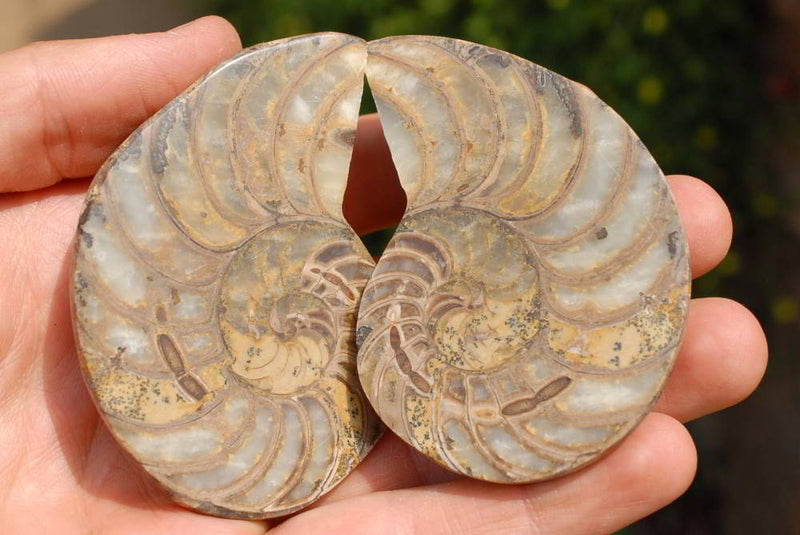 Polished Nautilus Fossils & x 2 Ammonites x 16 From Madagascar | Toprock  Gemstones and Minerals