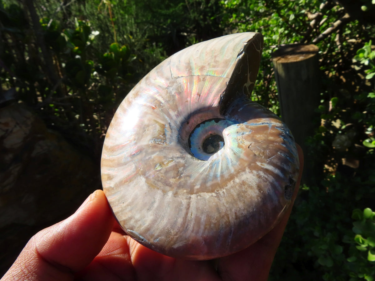 Polished Medium Ammolite Opalised Fossil Ammonites X 3 From Madagascar Toprock Gemstones And Minerals