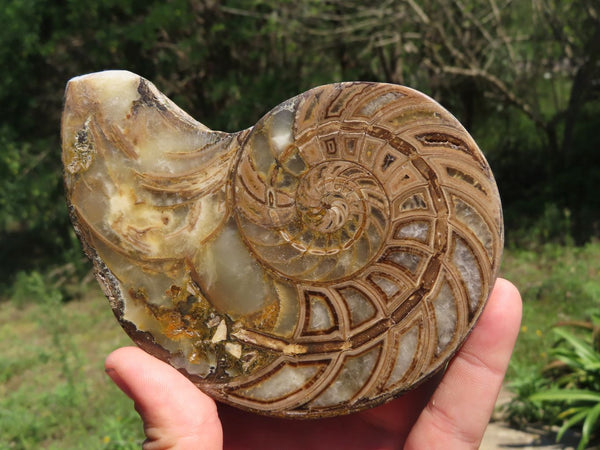 Polished Nautilus Fossil Pair x 1 Pair From Tulear, Madagascar | Toprock  Gemstones and Minerals