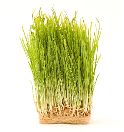 Wheatgrass