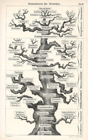 Ernst Haeckel Lebensbaum