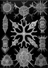 Ernst Haeckel Spumellaria-Zeichnungen