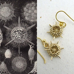 Spumellaria Radiolaria Ernst Haeckel Ontogenie