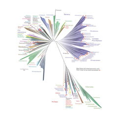 Jillian Banfield tree of life