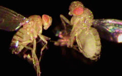 obese fruit fly cold spring harbor lab