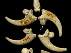 krapina neanderthal talon jewelry
