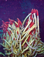 photo giant tube worm