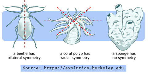 types of symmetry in nature