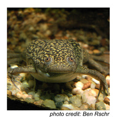 Ben Rschr Xenopus Foto