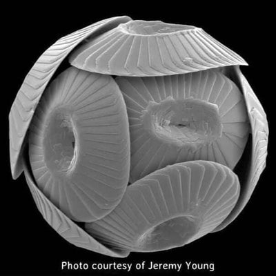 Coccolithophore Coccolithus Micrograph Jeremy Young