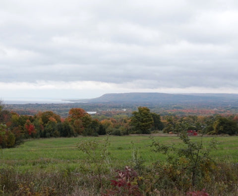 Lost Orchards of Georgian Bay