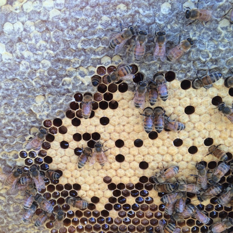 Windswept Pollinators Beehive Inspection Summer 2016