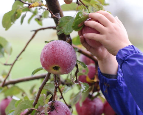 Harvesting Lost Orchard Apples Windswept Cider