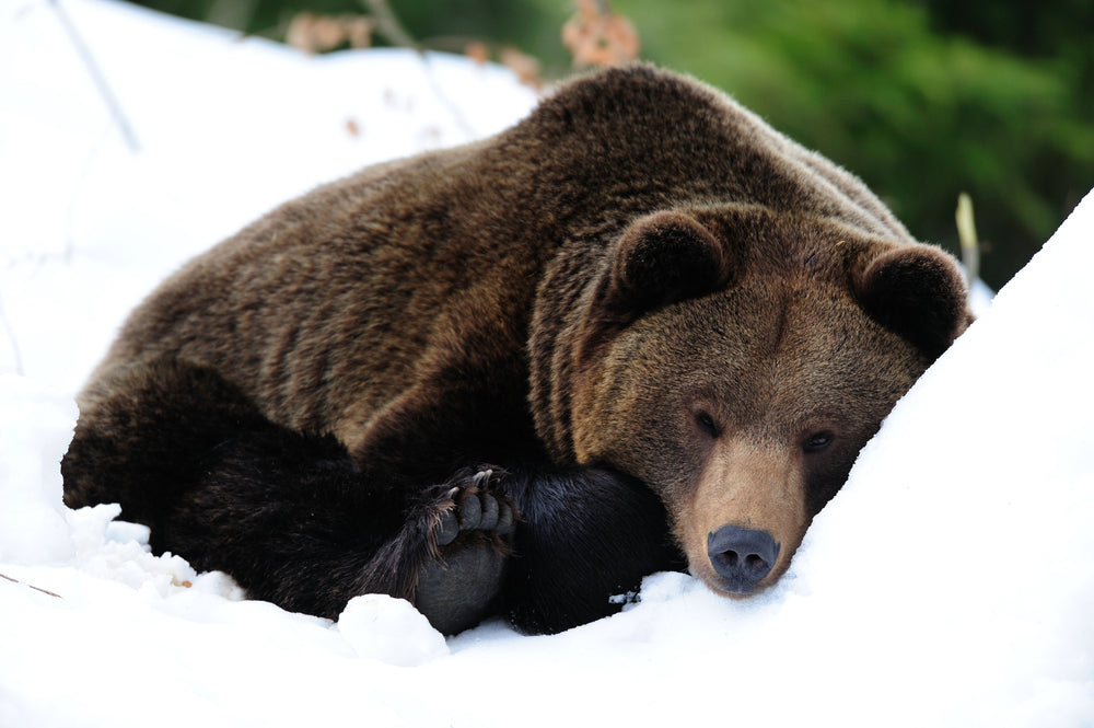 Preparing for Winter: The Effect of Hibernation on Bear Behavior