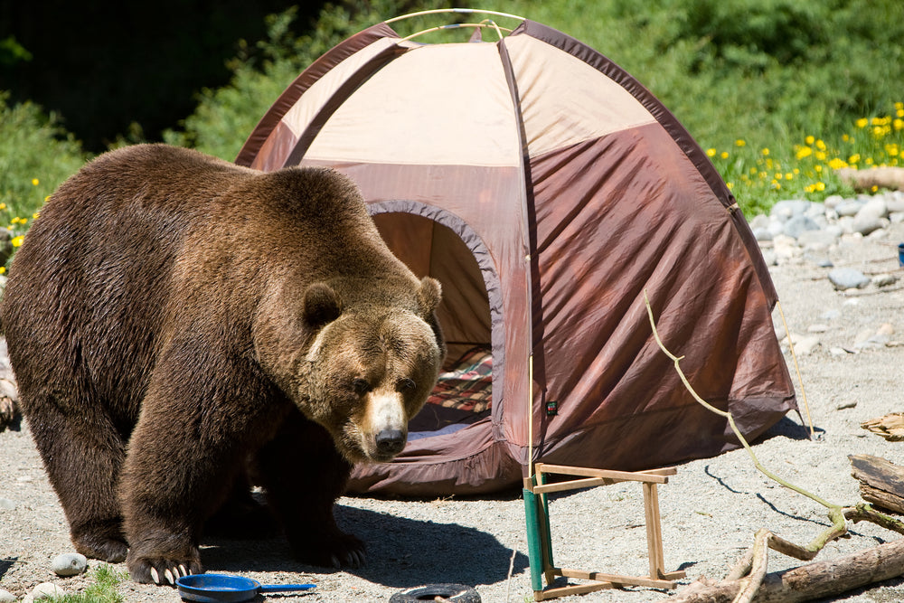 What to do if you see a bear: How to stay safe