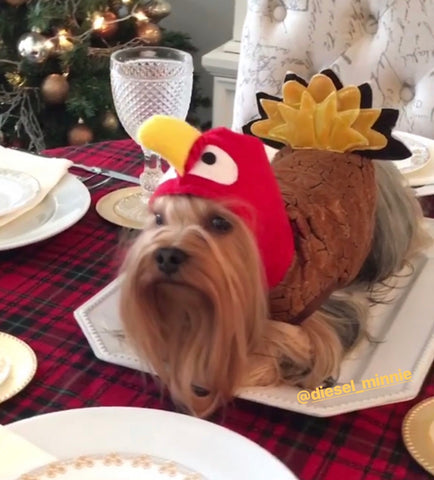 thanksgiving-pup