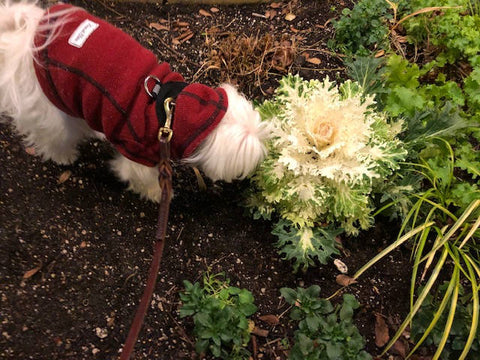 dog-sniffing-flowering-cabbage