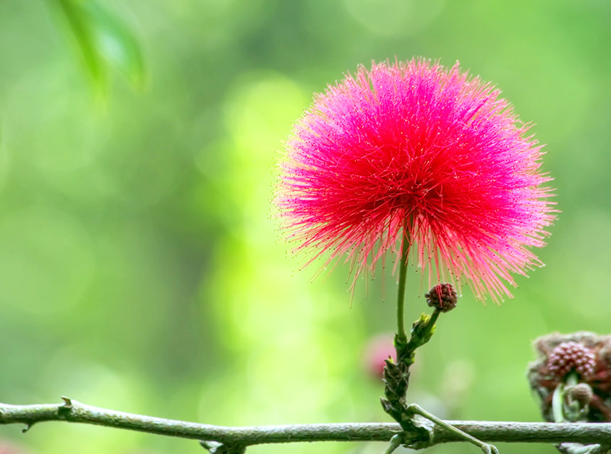 Happiness Bark (Albizia Julibrissin)