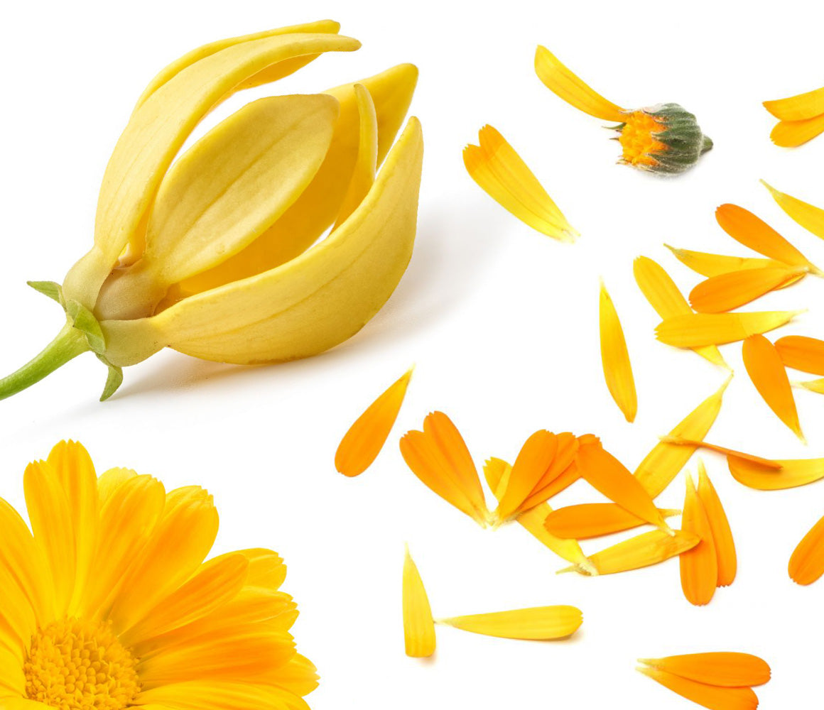 Calendula Petals 
<p>Improves skin tone, increasing radiance. Used for millennia to soothe and heal wounds. Provides antioxidant protection. Found to alleviate painful menstruation and menopausal symptoms such as hot flashes.</p>

Ylang Ylang
<p>Energizing, aphrodisiac, uplifting. Is said to “expand the heart” and help one to release negative emotions. High numbers of terpenoids, which protect skins cells from oxidative stress and DNA damage.</p>