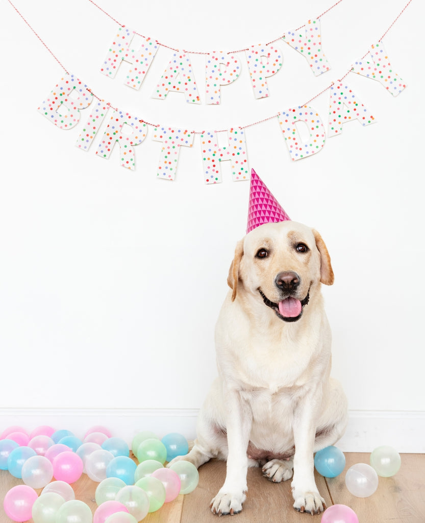 How to Throw a Birthday Party for Your Dog