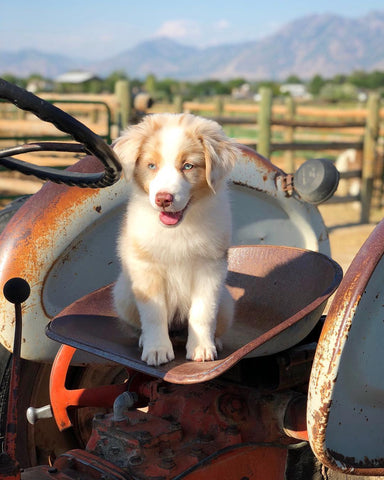 Australian Shepherd Charlotte at Green Valley Aussies