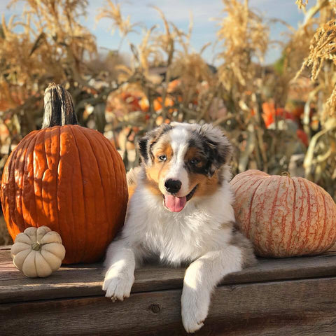 Australian Shepherd Chloe at Green Valley Aussies