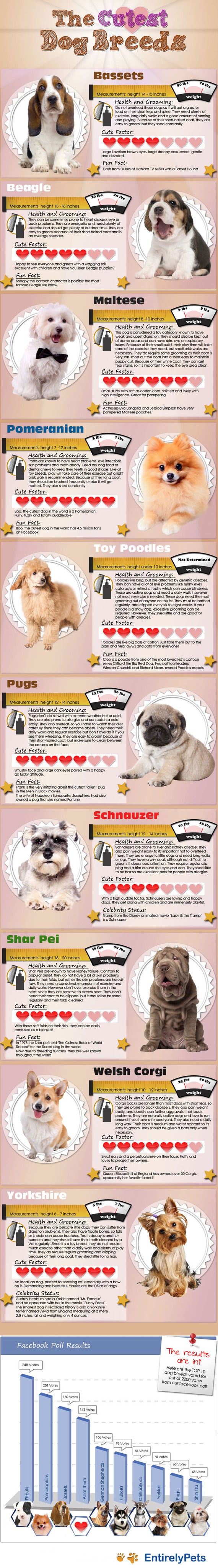 cute dog breeds