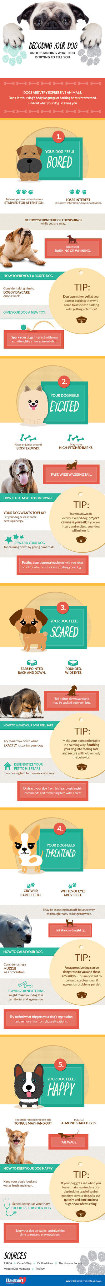 Decoding Your Dog: Understanding Dog Language