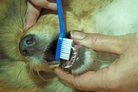 how to take care of your dog's teeth