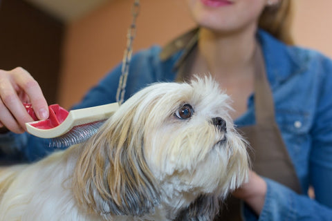 best dog grooming tips