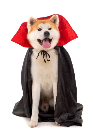 diy halloween dog costumes easy to make