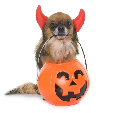 Dog ID Collar.com's favorite diy halloween dog costumes