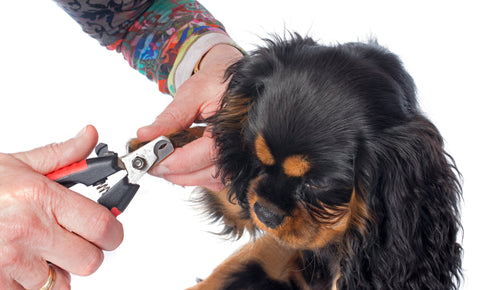 Grooming Dogs Nails