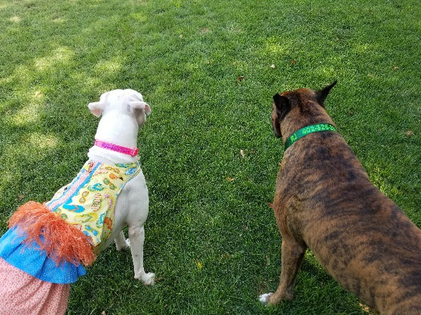 Dog ID Collar Dog of the month Boxers Lexie and RJ