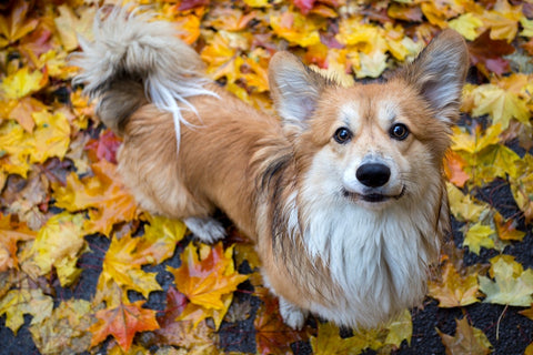 tips and essentials for rainy dog walks