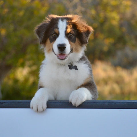 Australian Shepherd Dusty at Green Valley