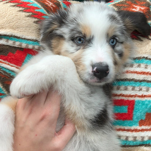 Green Valley Australian Shepherd Puppy