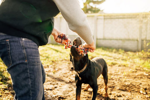 how to treat excessive dog barking