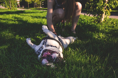 dog-id-embroidered-collar-leash