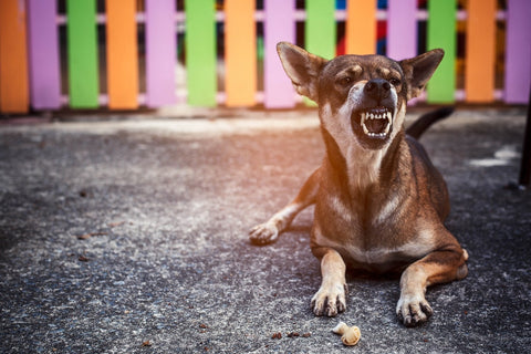 aggression is a warning sign of dog depression