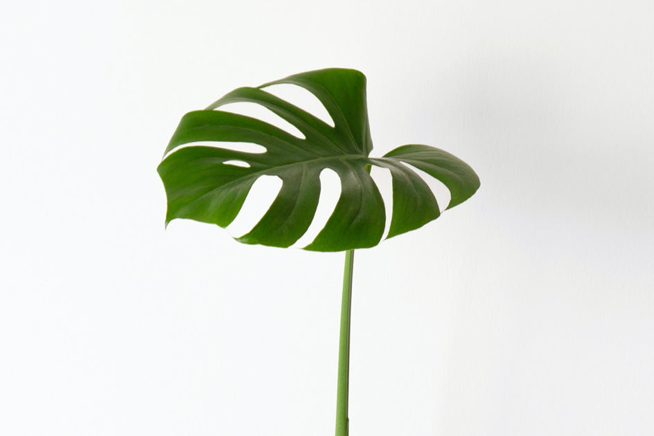 Minimal plant 