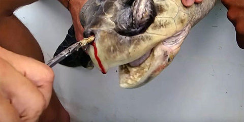 Turtle with straw in nose